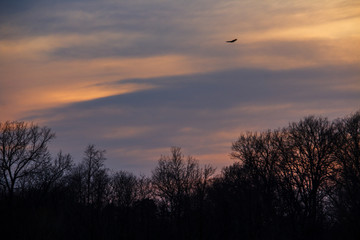 silouette of a tree with orange yellow sky in the background