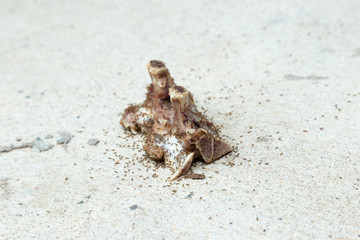 Ants eating bone waste on the road
