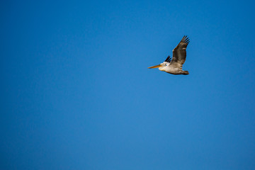 Amazingly beautiful big Dalmatian single pelican flying with big span of wings. Clear winter blus sky over Porto Lagos, Northern Greece. Picturesque frozen moment of Nature