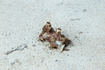Ants eating bone waste on the road
