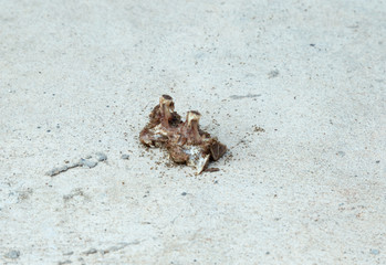 Ants eating bone waste on the road
