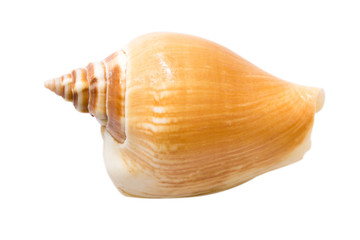 Seashells symbol of summer holiday on the beach on a white background. Macro object isolated. Top view.