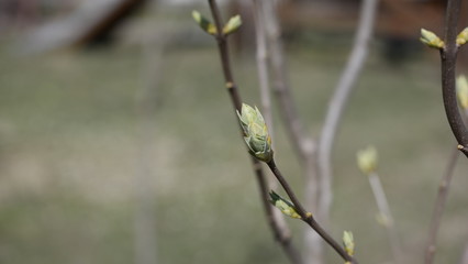 willow branches in spring