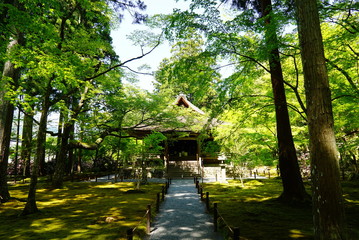 京都　三千院　青もみじ