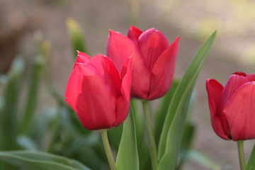 close up of red tulips in bloom in nature