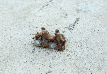 Ants eating bone waste on the road
