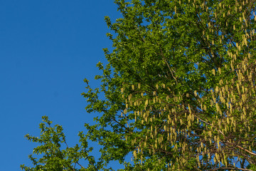 Frühling