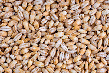 Pearl Barley background, healthy food used in soups and stews