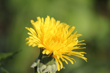 Blüte Frühling Löwenzahn Dandelion