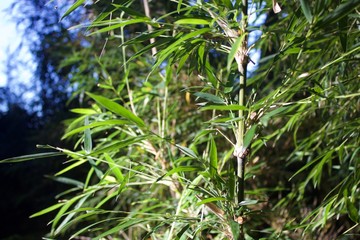 green grass background bamboo