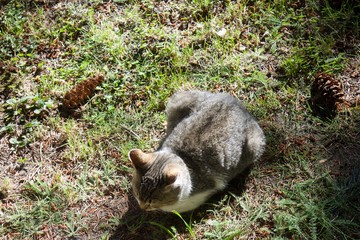 cat on the sunny grass