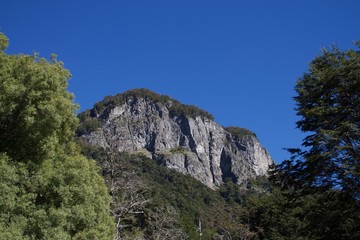 Fototapeta na wymiar pine tree in the mountain slope