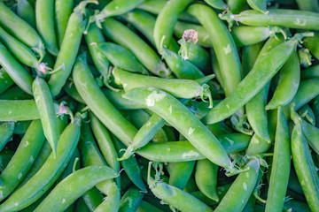 Organic green peas on a counter of farmer's market. Healthy food wallpaper. Traditional hand collecting organic vegetable. Natural food background, harvesting. Catalonia, Spain.