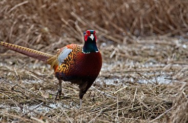 pheasant male in the field