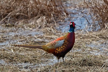 pheasant male in the field