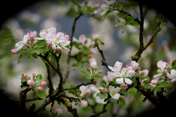 Blüte Frühling Kirsch