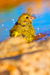 Greenfinch, Carduelis chloris, Verderón Común, Forest Pond, Castilla y León, Spain, Europe