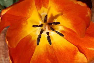Close-up shot of a tulip with red-yellow petals. Background for flowers, spring flowering and floriculture
