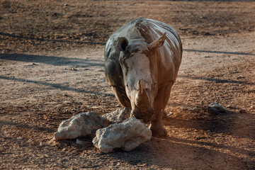 Big rare endangered black aggresive male rhinoceros /hook lipped rhinoceros/diceros bicornis with...