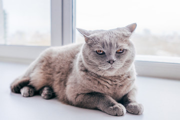 Lilac British cat lying on the windowsill.