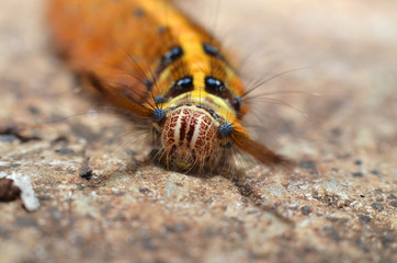The yellow-colored caterpillar has a full length of fine hair all over its body with a round head with white pink spots