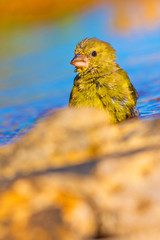 Greenfinch, Carduelis chloris, Verderón Común, Forest Pond, Castilla y León, Spain, Europe