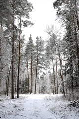 Beautiful white snow view of forest trees on a warm spring day.