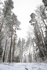 Beautiful white snow view of forest trees on a warm spring day.