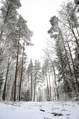 Beautiful white snow view of forest trees on a warm spring day.