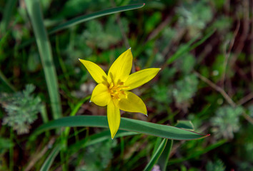 View of beautiful yellow wild tulip, growing on the meadow.  Spring blooming nature. 