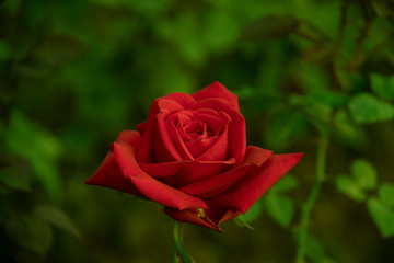 red rose in the garden