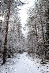 Beautiful forest road view with white snow and cloudy sky on the last days of winter.