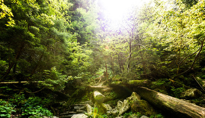 Fototapeta premium Mesmerizing view of centuries-old green fir