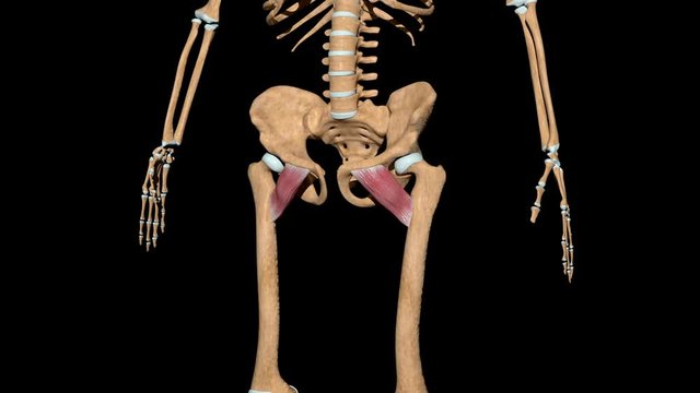 Pectineus Muscles on Skeleton