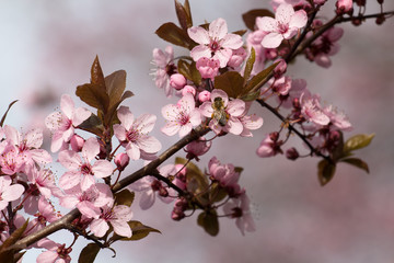 Kirschblüten rosa, Natur, Blumen, Frühling