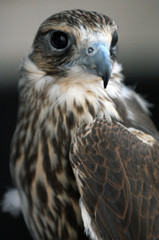 red tailed hawk