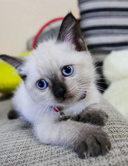 cat and blue eyes
