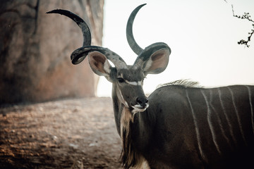 Male kudu antelope (Tragelaphus strepsiceros) in natural habitat