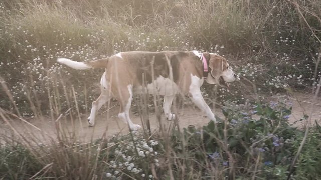 Fat adult female beagle dog walking along a path in the countryside of Spain with warm beautiful light at sunset