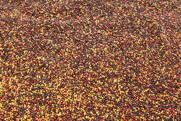 Coffee beans drying in the sun              