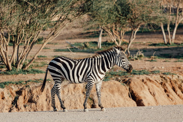 Fototapeta na wymiar Zebra in Savanna. Zebra at farm. Zebra in the Zoo. Wild life Zebra