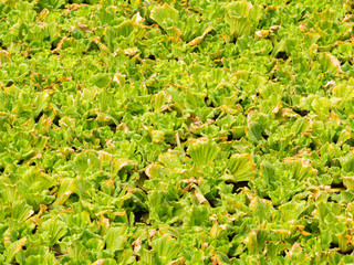 Photo of water lettuce in the rivers of Thailand.