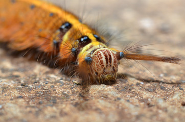 The yellow-colored caterpillar has a full length of fine hair all over its body with a round head with white pink spots