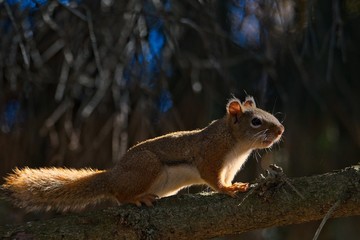 American red squirrel on a tree branch