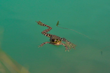 Green frog relaxing in the lake