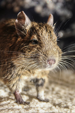 Cute pet common degu portrait