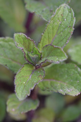 Macro image of Mint growing in a herb garden