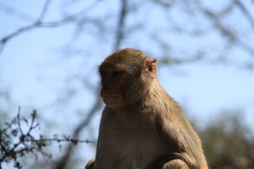 India, baboons along the way