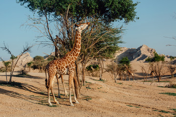 giraffes reaching for leaves in UAE 