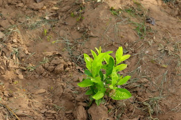 lemon plant growing in nature